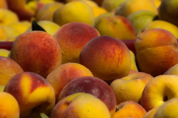 Τύρναβος: «Έγδυσαν» χωράφι από 7,5 τόνους νεκταρίνια - 10.000 ευρώ η ζημιά για τον αγρότη