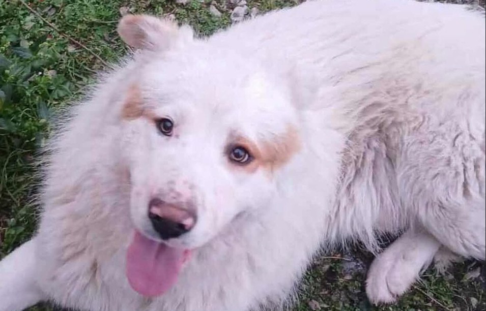 Μήπως θέλετε να υιοθετήσετε τον σκυλάκο της φωτογραφίας;