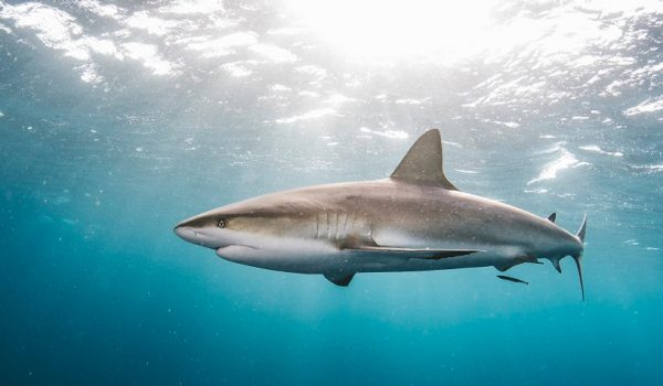 Αυστραλία: Νεκρός σέρφερ μετά από επίθεση καρχαρία – Οι αρχές έκλεισαν παραλίες