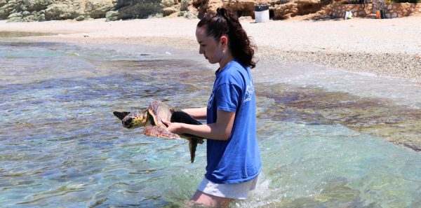 Χελώνες Καρέττα: Εμφανίστηκαν στις παραλίες - Τι να κάνετε εάν τις συναντήσετε