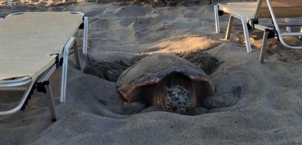 Καρέτα καρέτα βγήκε για να γεννήσει στην παραλία του Πλατανιά στα Χανιά! (ΒΙΝΤΕΟ)