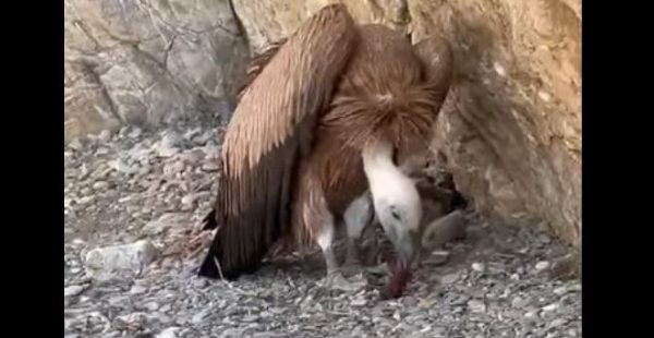 Γυπαετός εντοπίστηκε σε παραλία στην Κρήτη - Ήταν ανήμπορος να πετάξει (ΒΙΝΤΕΟ)