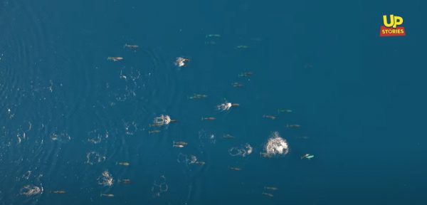 Το ομορφότερο βίντεο του καλοκαιριού: Η απίστευτη χορογραφία από μια αγέλη Δελφινιών στον Θεολόγο