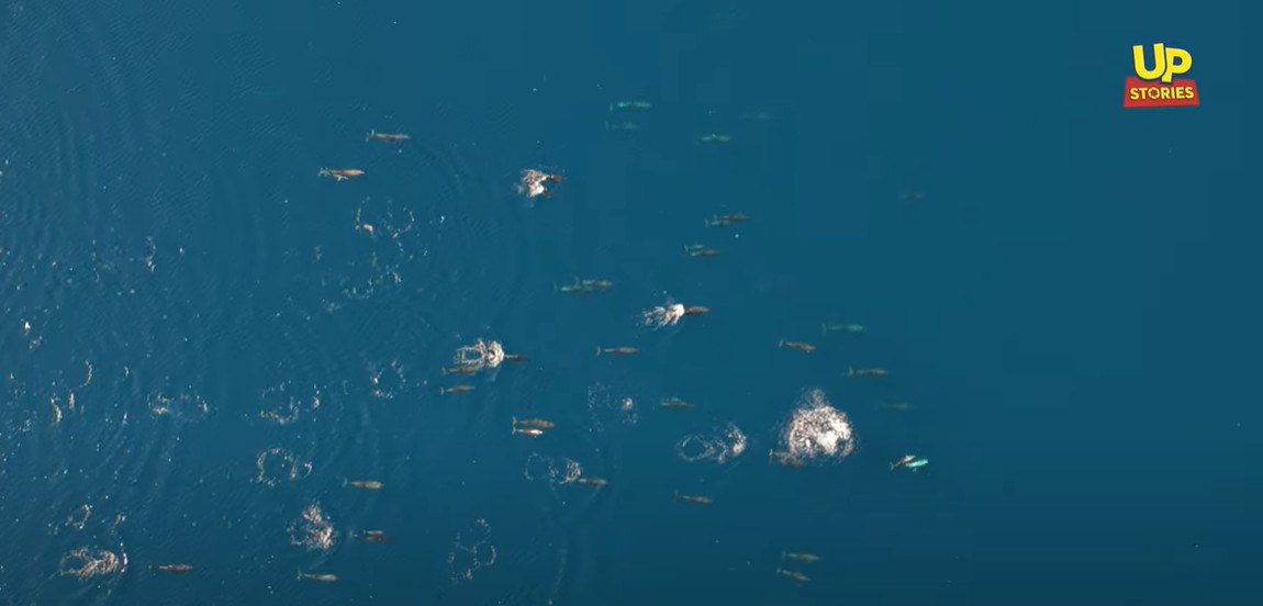 Το ομορφότερο βίντεο του καλοκαιριού: Η απίστευτη χορογραφία από μια αγέλη Δελφινιών στον Θεολόγο