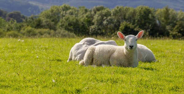 Χειροπέδες σε κτηνοτρόφο της Φλώρινας για παράνομες επιδοτήσεις μέσω ΟΠΕΚΕΠΕ – Έπαιρνε λεφτά για πρόβατα που δεν είχε