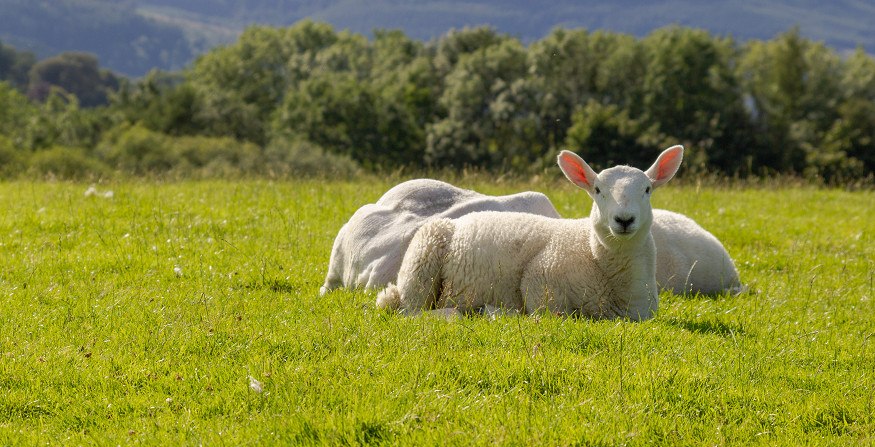 Χειροπέδες σε κτηνοτρόφο της Φλώρινας για παράνομες επιδοτήσεις μέσω ΟΠΕΚΕΠΕ – Έπαιρνε λεφτά για πρόβατα που δεν είχε