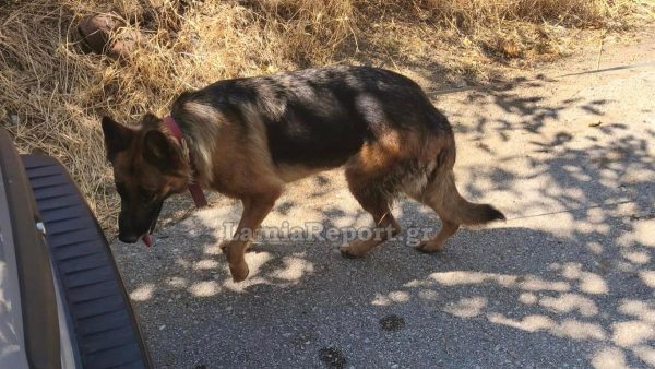 Αγωνία για 62χρονο που εξαφανίστηκε στο Αλιβέρι - Στις έρευνες και ο σκύλος της 7ης ΕΜΑΚ