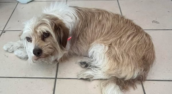 Βρέθηκε σκυλίτσα στο ΔΑΚ Λαμίας