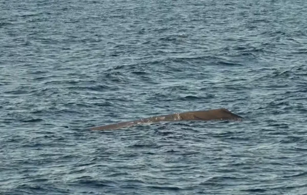 Φάλαινα φυσητήρας στο Άστρος Κυνουρίας: Σπάνιο θέαμα στα νερά του Αργολικού Κόλπου