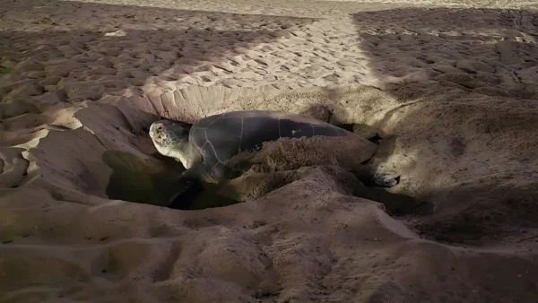 Πράσινη χελώνα βγήκε για πρώτη φορά σε παραλία της Νάξου για να γεννήσει: Δείτε βίντεο
