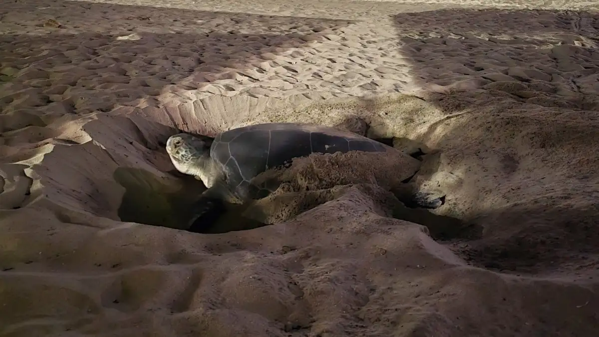 Πράσινη χελώνα βγήκε για πρώτη φορά σε παραλία της Νάξου για να γεννήσει: Δείτε βίντεο