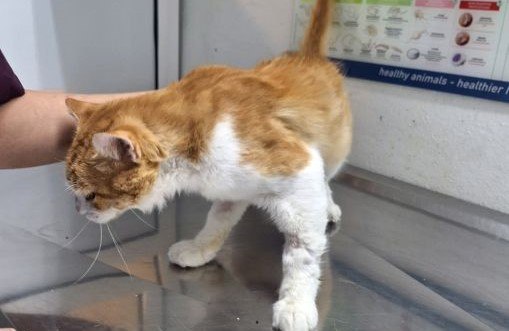 Χάθηκε γάτος στη Νέα Μαγνησία Λαμίας - Μπορείτε να βοηθήσετε;