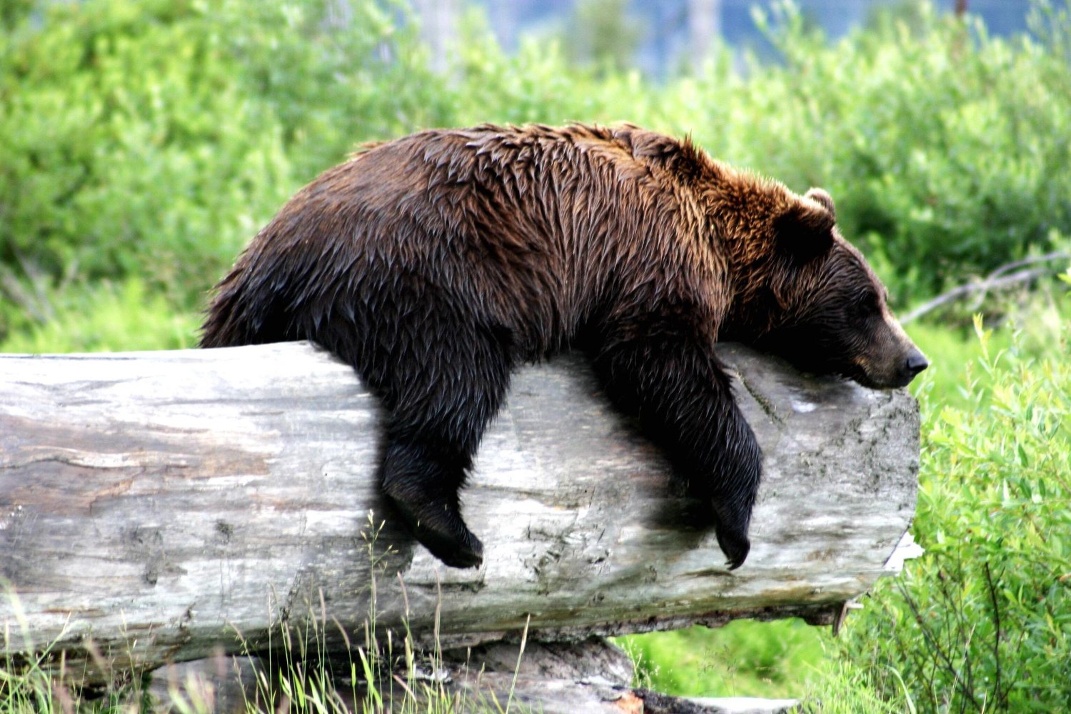 O άντρας που έπεφτε σε χειμερία νάρκη επί 30 συνεχόμενα χρόνια – Η αληθινή ιστορία του «ανθρώπινου αρκούδου»