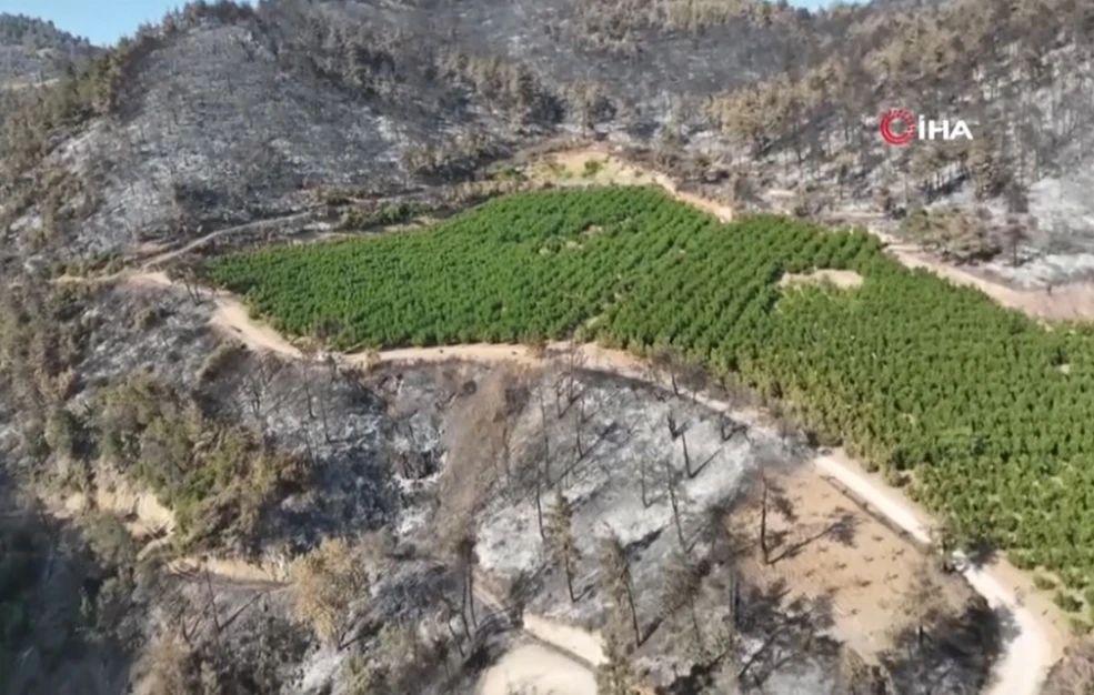Πώς γλίτωσε ένας οπωρώνας στην Τουρκία από τη μεγάλη φωτιά που μαινόταν γύρω του – «Δεν ήταν απλώς τύχη», λένε οι ειδικοί