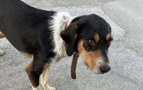 Βρέθηκε σκύλος σε χωριό της Λαμίας