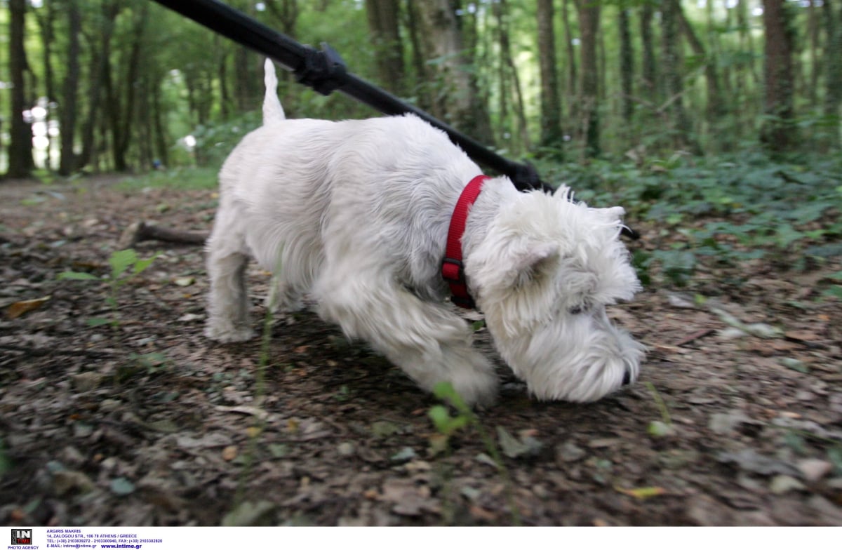 Καταγγελία για παρατημένο σκυλάκι στην οδό Νικοπόλεως στη Λαμία