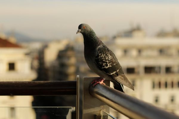 Tα περιστέρια στο μπαλκόνι δε φοβούνται πια τα κρεμασμένα CD – Υπάρχει όμως ένα μπαχαρικό που απεχθάνονται και θα τα διώξει