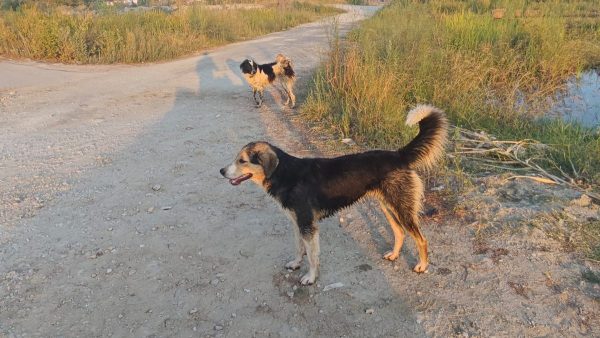 Αδέσποτα επιτέθηκαν σε γυναίκα και κανείς δεν προσπάθησε να βοηθήσει!