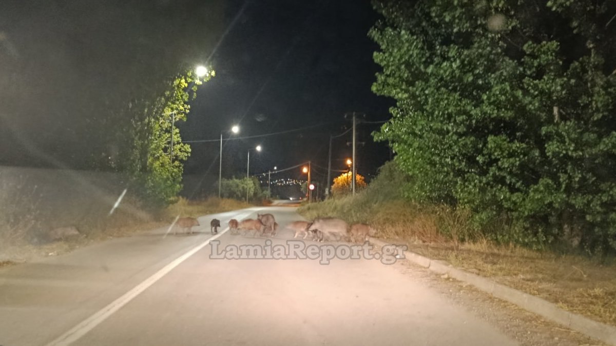 Οι φίλοι μας τα αγριογούρουνα!