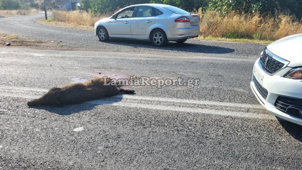 Τροχαίο με αγριογούρουνο το πρωί στη Λαμία (ΦΩΤΟ)