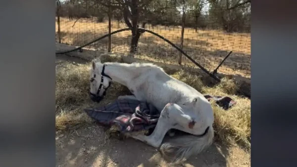 Η σπαρακτική ιστορία του αλόγου «Μαριάνθη» που έμεινε αβοήθητο στην Αιδηψό για εβδομάδες