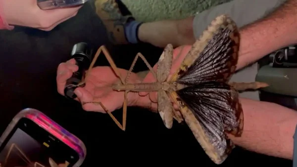 Αυστραλία: Επιστήμονες ανακάλυψαν έντομο «μαμούθ» 40 εκατοστών – Είναι πιο βαρύ και από την κατσαρίδα «ρινόκερο»