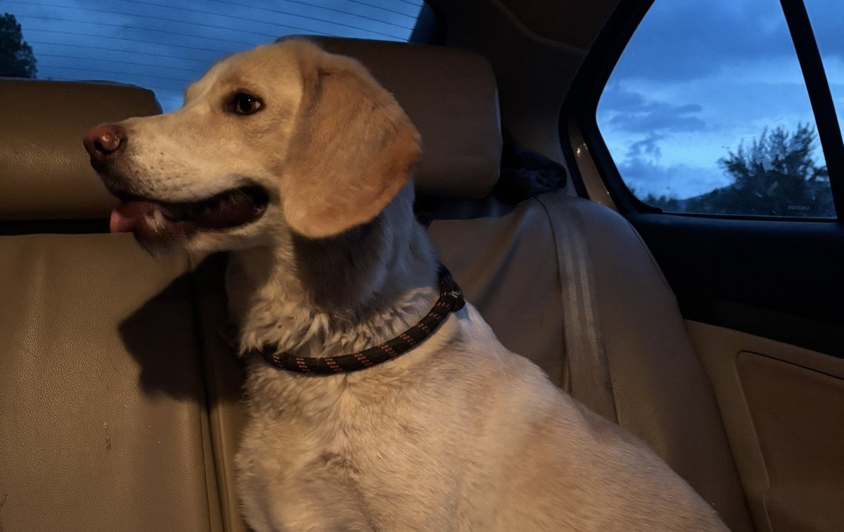 Βρέθηκε η σκυλίτσα της φωτογραφίας - Μήπως την ψάχνετε?