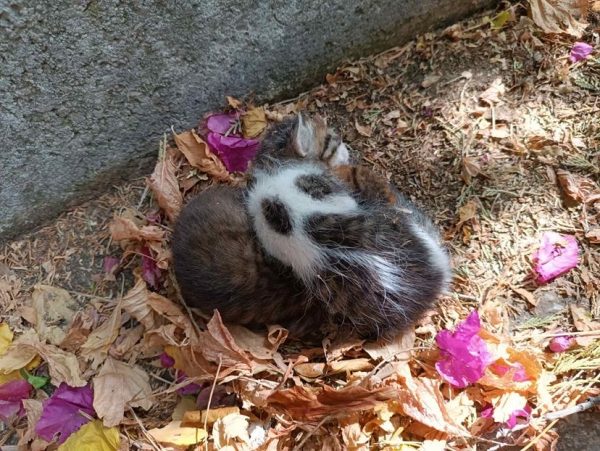 Δύο νεογέννητα γατάκια ψάχνουν σπίτι