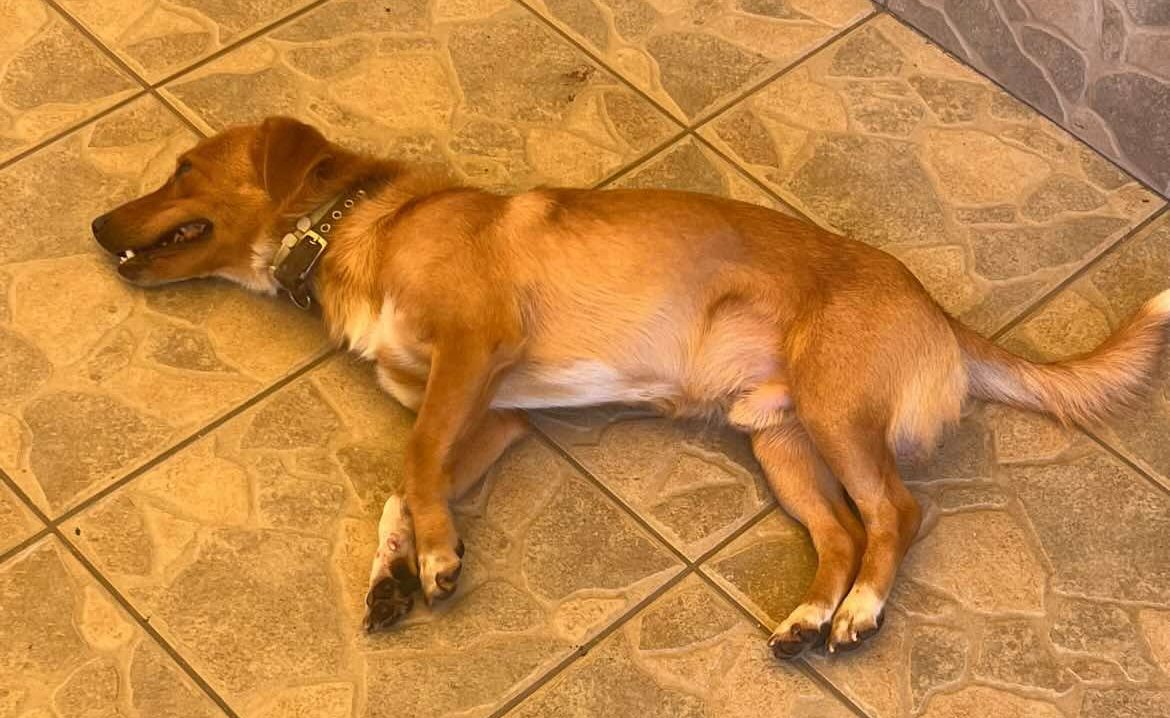 Βρέθηκε σκυλάκι στην πλατεία Λαού