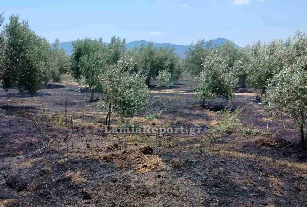 Νέο τσουχτερό πρόστιμο στη Βοιωτία για φωτιά στην ύπαιθρο