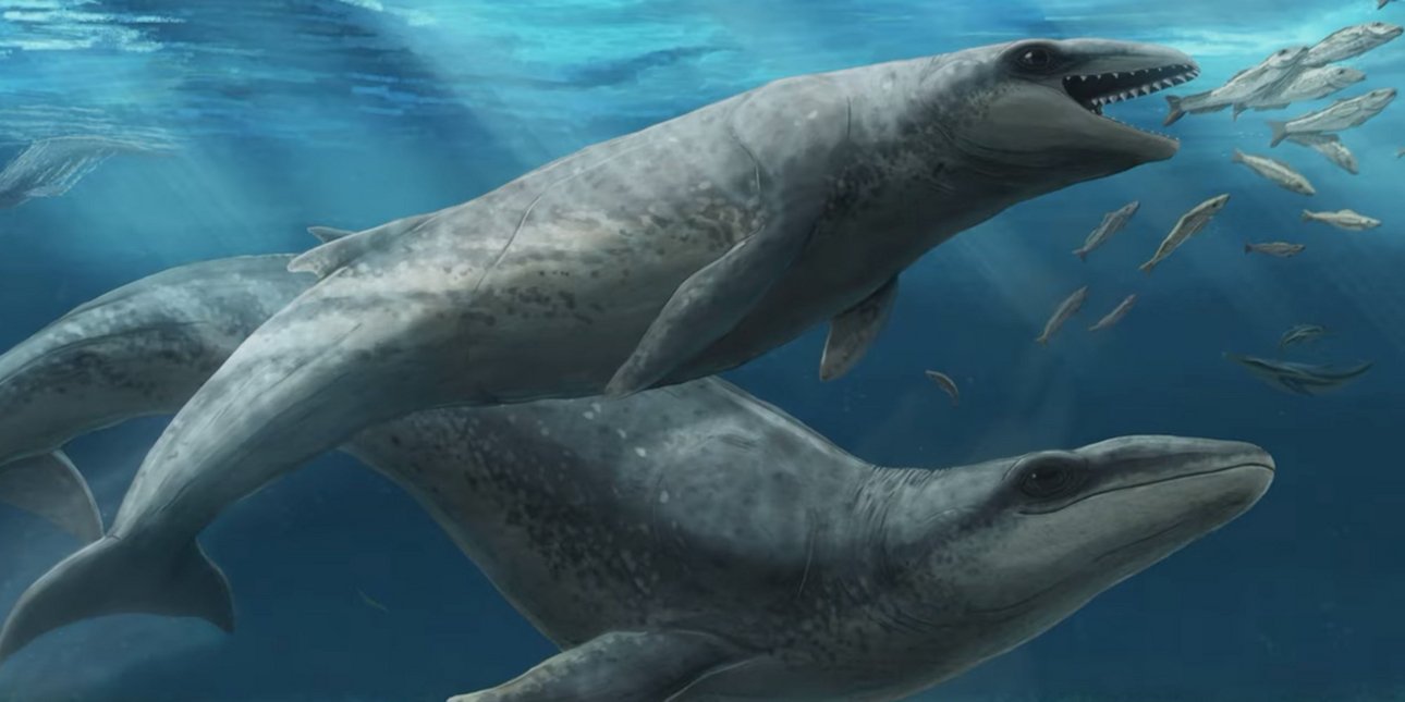 Με κοφτερά δόντια και μεγάλα μάτια, αλλά μικρή σε μέγεθος -Αυτή είναι η προϊστορική φάλαινα που ανακάλυψαν στην Αυστραλία