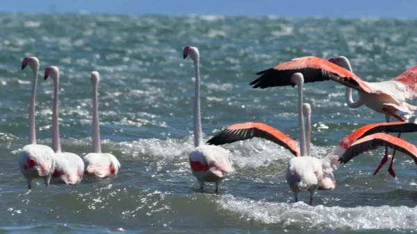 Ναύπλιο: Εικόνες σπάνιας ομορφιάς με φλαμίνγκο στη θάλασσα του Αργολικού