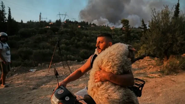 Η ιστορία πίσω από τη φωτογραφία με το πρόβατο στο μηχανάκι - «Βαφτίστηκε» Μέλπω και πήγε σε φάρμα vegan