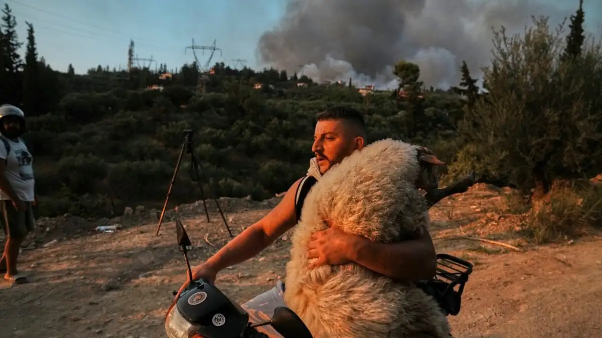 Η ιστορία πίσω από τη φωτογραφία με το πρόβατο στο μηχανάκι - «Βαφτίστηκε» Μέλπω και πήγε σε φάρμα vegan