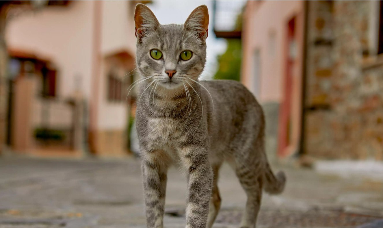 Προσοχή για φόλες στη βόρεια Λαμία - Εξαφανίστηκαν τα γατιά της γειτονιάς