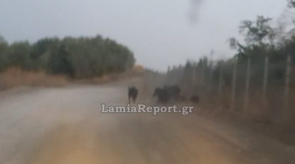 Λαμία: Αγριογούρουνα μέσα στις γραμμές του τρένου - Μεγάλος κίνδυνος εκτροχιασμού