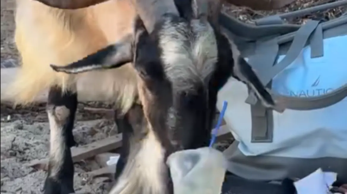 Κατσίκα πίνει μοχίτο σε παραλία της Κρήτης και γίνεται viral, δείτε βίντεο