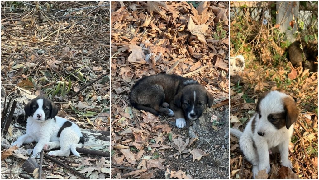 Κουταβάκια στον Σ.Σ. Λιανοκλαδίου ψάχνουν σπίτι (ΒΙΝΤΕΟ-ΦΩΤΟ)