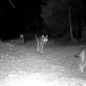 Φωκίδα: Λύκοι κατασπάραξαν δύο γαϊδουράκια σε περιφραγμένο οικόπεδο