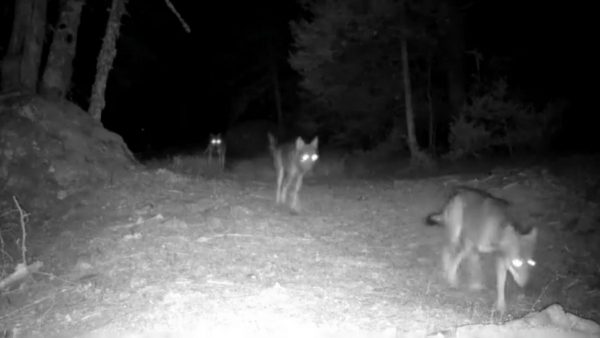 Ευρυτανία: Αγέλη λύκων μαρκάρει το μονοπάτι της (ΒΙΝΤΕΟ)