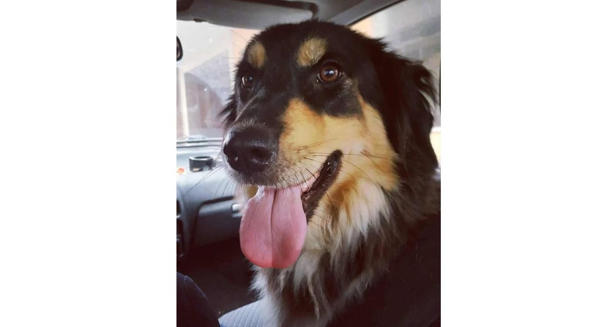 Έκλεψαν την σκυλίτσα της φωτογραφίας - Μπορείτε να βοηθήσετε?