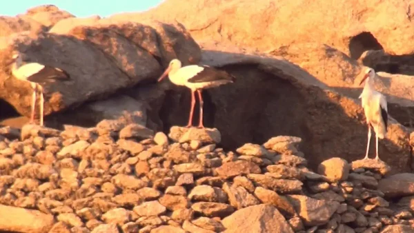 Σπάνιο θέαμα στη Μύκονο – Εκατοντάδες πελαργοί έκαναν στάση στο νησί των ανέμων