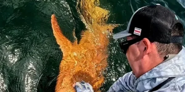 Σπάνιος φωτεινός πορτοκαλί καρχαρίας με λευκά μάτια εντοπίστηκε στην Κόστα Ρίκα - Βίντεο