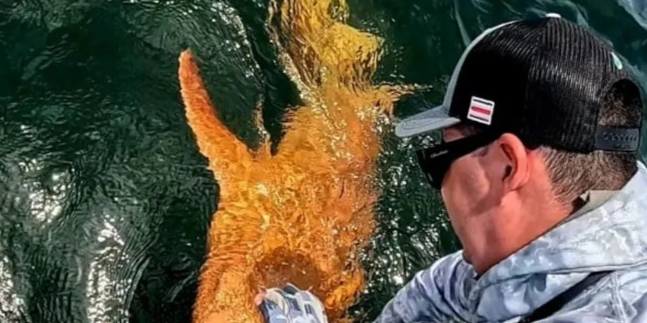 Πορτοκαλί καρχαρίας που βρέθηκε για πρώτη φορά εκπλήσσει τους επιστήμονες