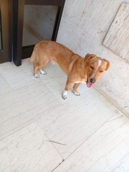 Βρέθηκε σκυλάκι στο κέντρο της Λαμίας