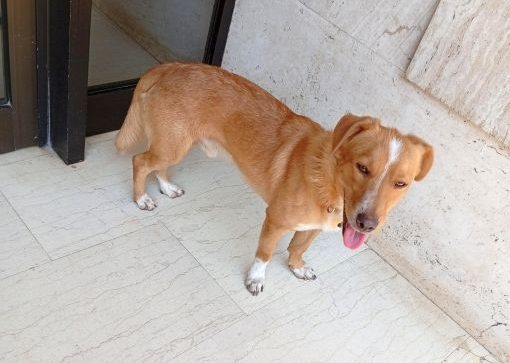 Βρέθηκε σκυλάκι στο κέντρο της Λαμίας