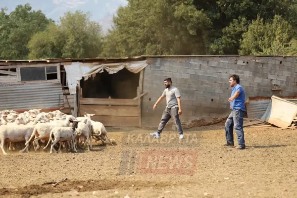 Οι αγωνιώδεις στιγμές των κτηνοτρόφων να σώσουν τα κοπάδια τους από τη μεγάλη φωτιά στα Καλάβρυτα – 10 συγκλονιστικά «κλικ»