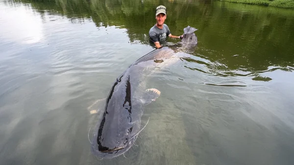 Ψαράς στην Τσεχία έβγαλε γατόψαρο μήκους 2,68 μέτρων μετά από μάχη 50 λεπτών - Δείτε φωτογραφίες