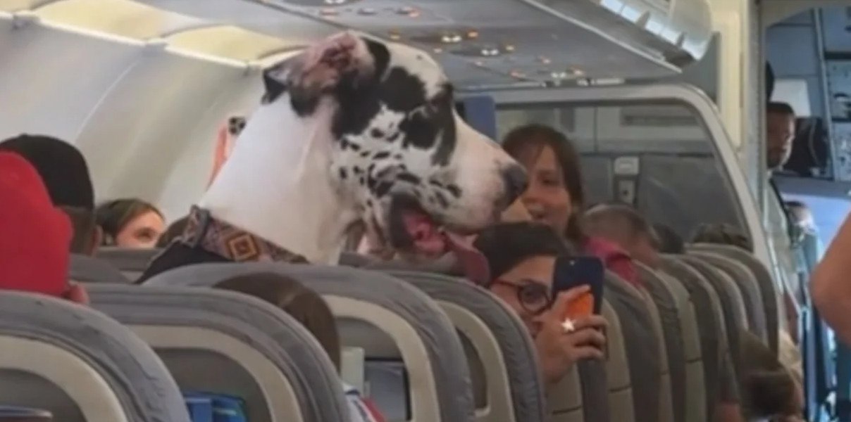 Επιβάτες αεροπλάνου έμειναν άφωνοι με τεράστιο γερμανικό μολοσσό που καθόταν... σε θέση!