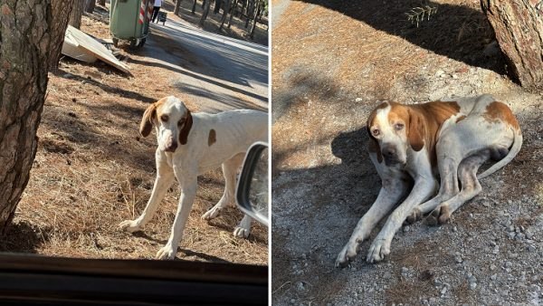 Εγκαταλελειμμένα σκυλάκια στο Ισιαδάκι - Χρειάζονται βοήθεια